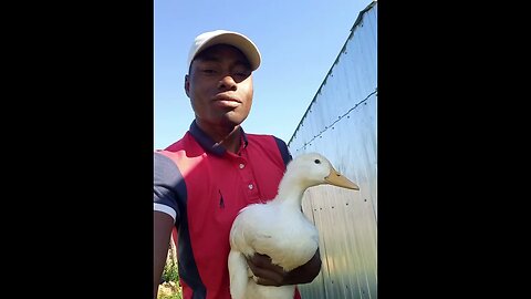 Веселый день с моими Утятами😁🪿|#farming #food #viral #video #usa #vlog #animals #viralvideo #like