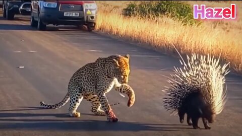 tiger vs hedgehog