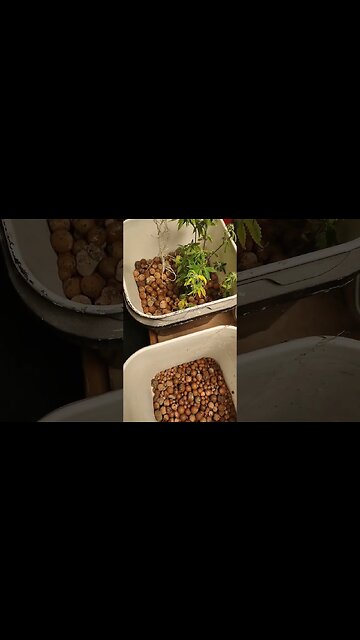 more roots n drops#shorts