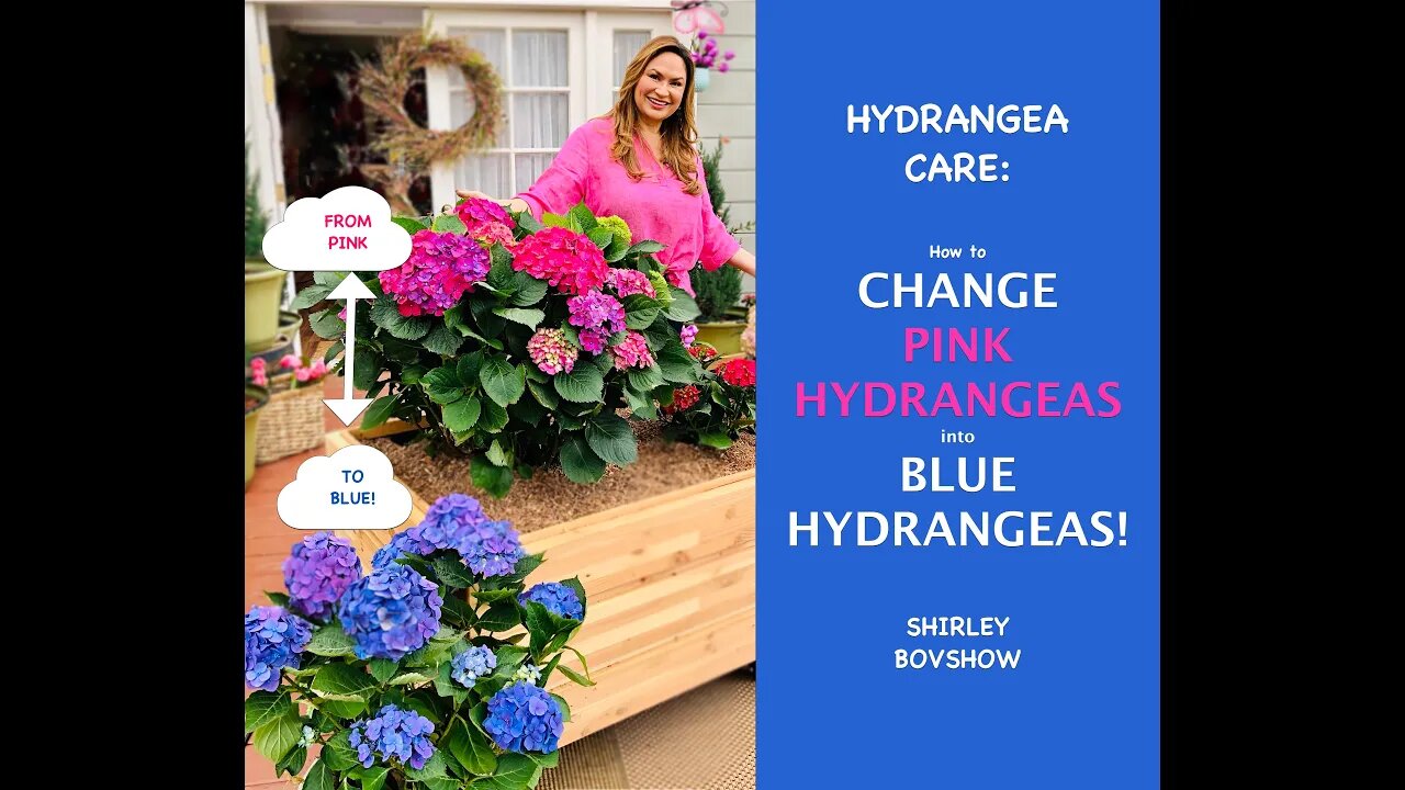 HYDRANGEA CARE: Love Blue Hydrangeas? How to Change Pink Hydrangea Flowers to Blue! Shirley Bovshow