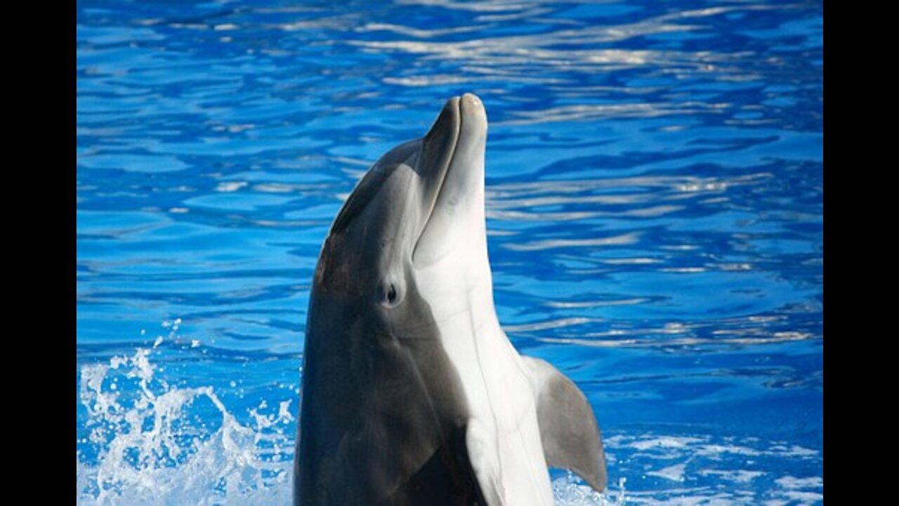 Dolphins literally sleep with one eye open, Amazing fact about Dolphins !!!!!