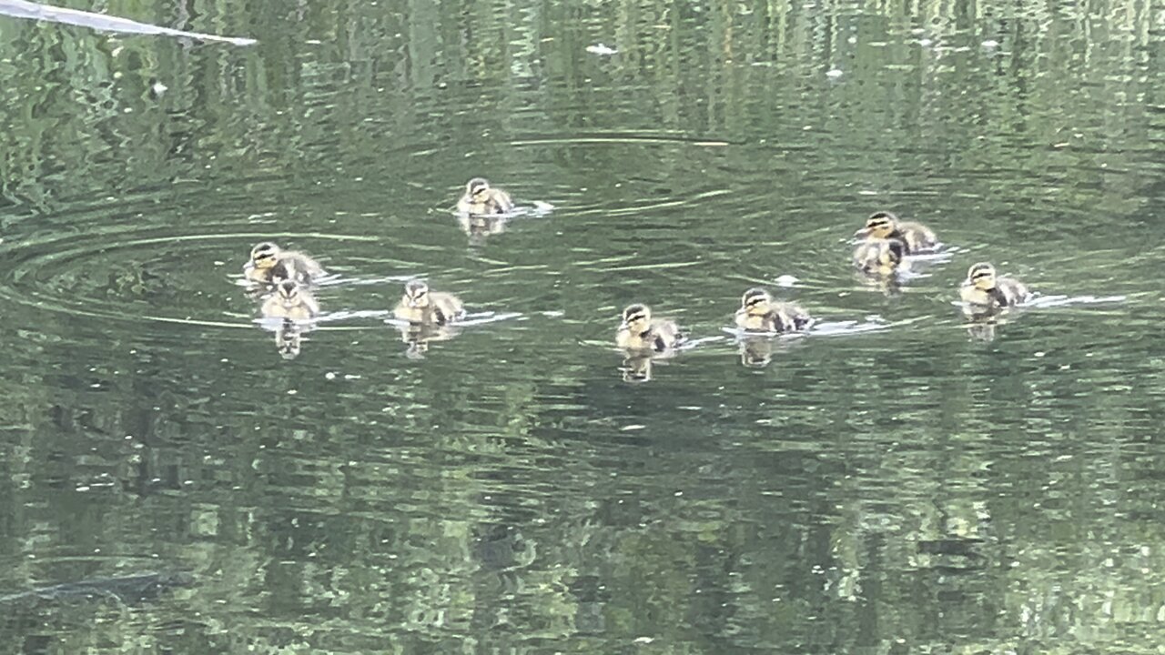 Beautiful ducklings James Gardens Toronto