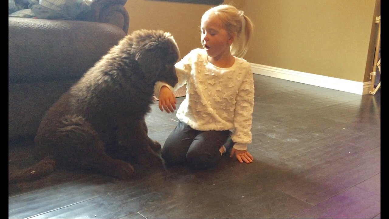 Patient girl deals with teething Newfoundland puppy