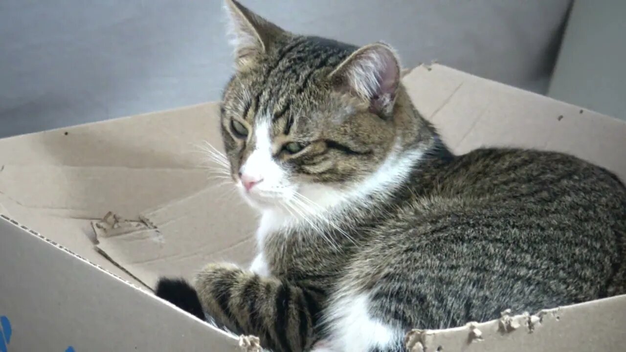 Cute Kitten Ate from the Box