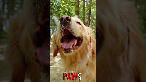 🐶 #PAWS - Golden Doggy 🐾