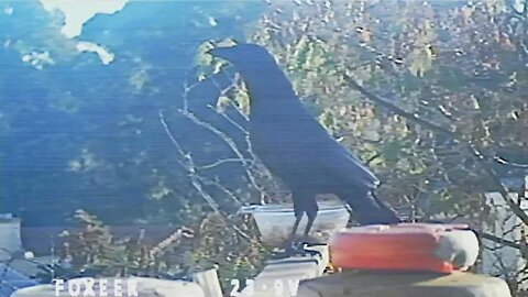 crows, scrub jays 480pw potato cam 11/15/2022