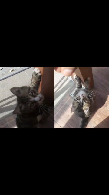 The kitten loves action and climbing heights