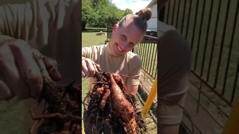 More is better! 😃🍠❤️ #shorts #viral #tiktok #trending