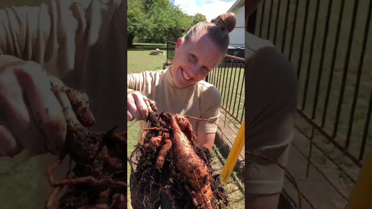 More is better! 😃🍠❤️ #shorts #viral #tiktok #trending