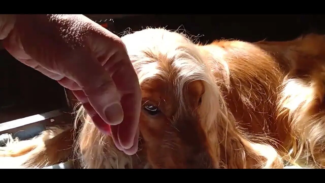 #dogshow , #animals , #dogs