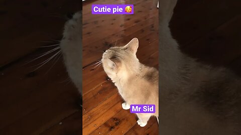 Cute ginger cat - Mr Sid