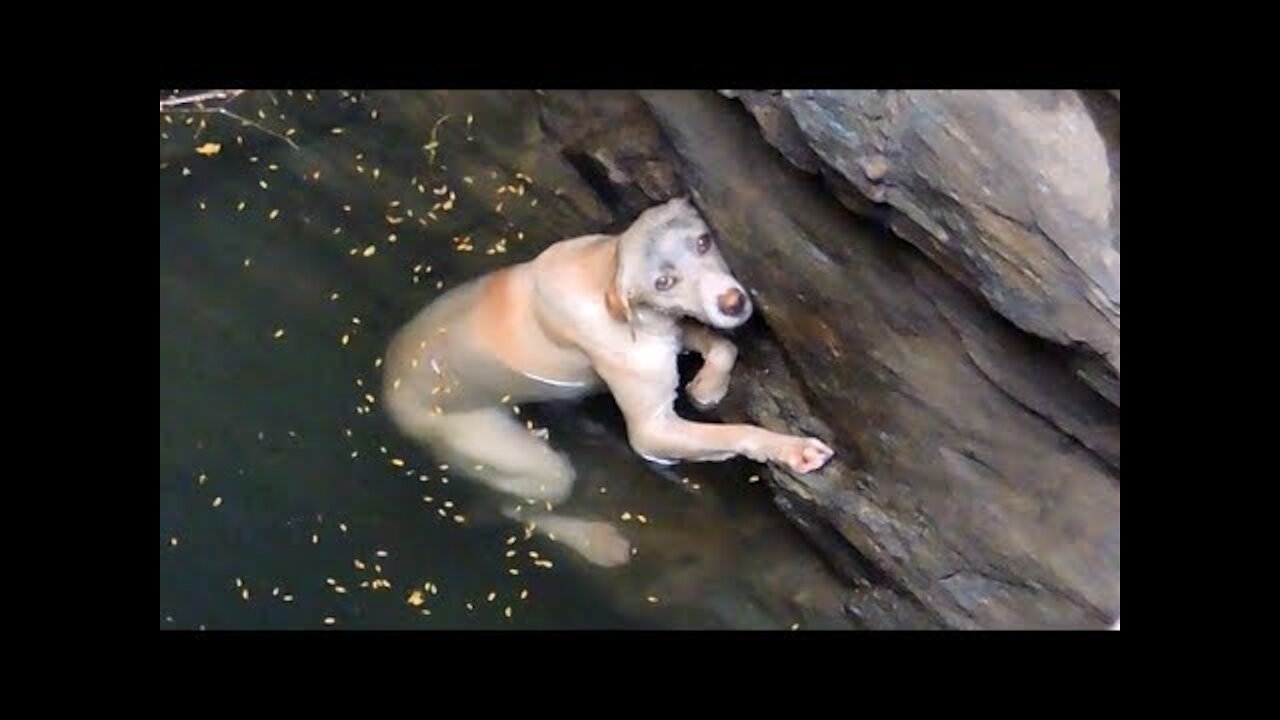 Dog falls into well and begs for help