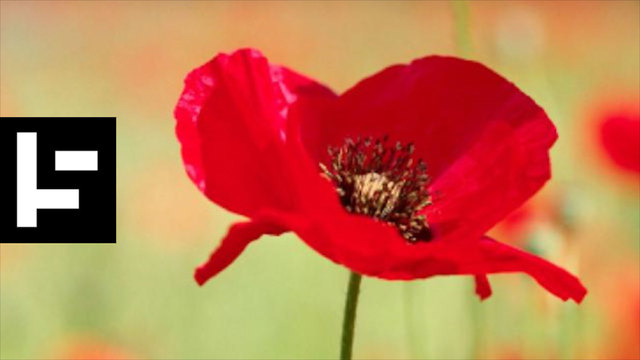 This Is Why We Observe Remembrance Day