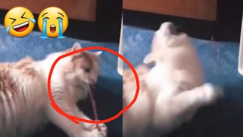 Funny cat fail 🤣
