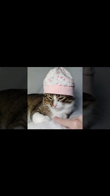 Cute Cat with a Cap #shorts