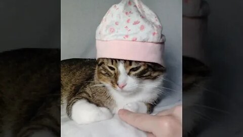 Cute Cat with a Cap #shorts