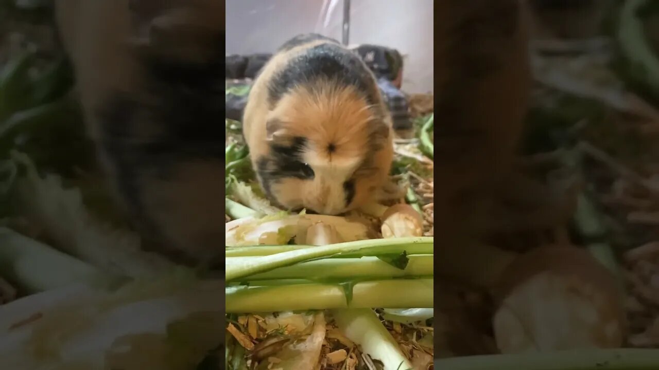 Guinea pig glare stare