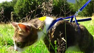 The Little Tourist Cat Explores the Mountains