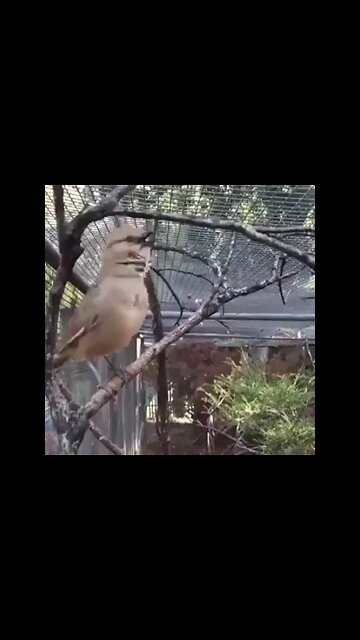 Have you listened this bird 🐦 sound before! #Shorts #ytshorts #UbertainmentFun #Dogs #Animals #Fun