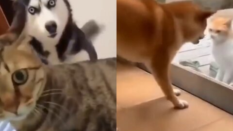 Cats and dogs fighting very funny😂|| Try not to laugh 💞😆