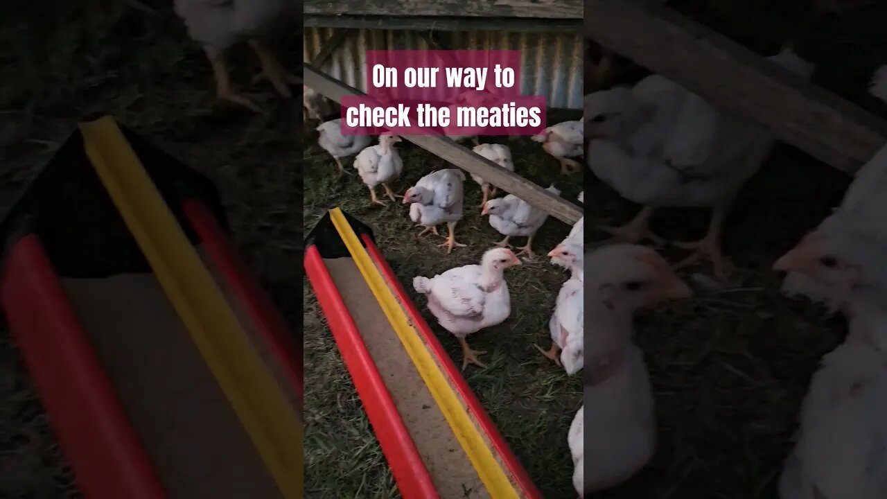 the chickens are growing! #meaties #shorts #video #homestead #farm #farmlife #chickens