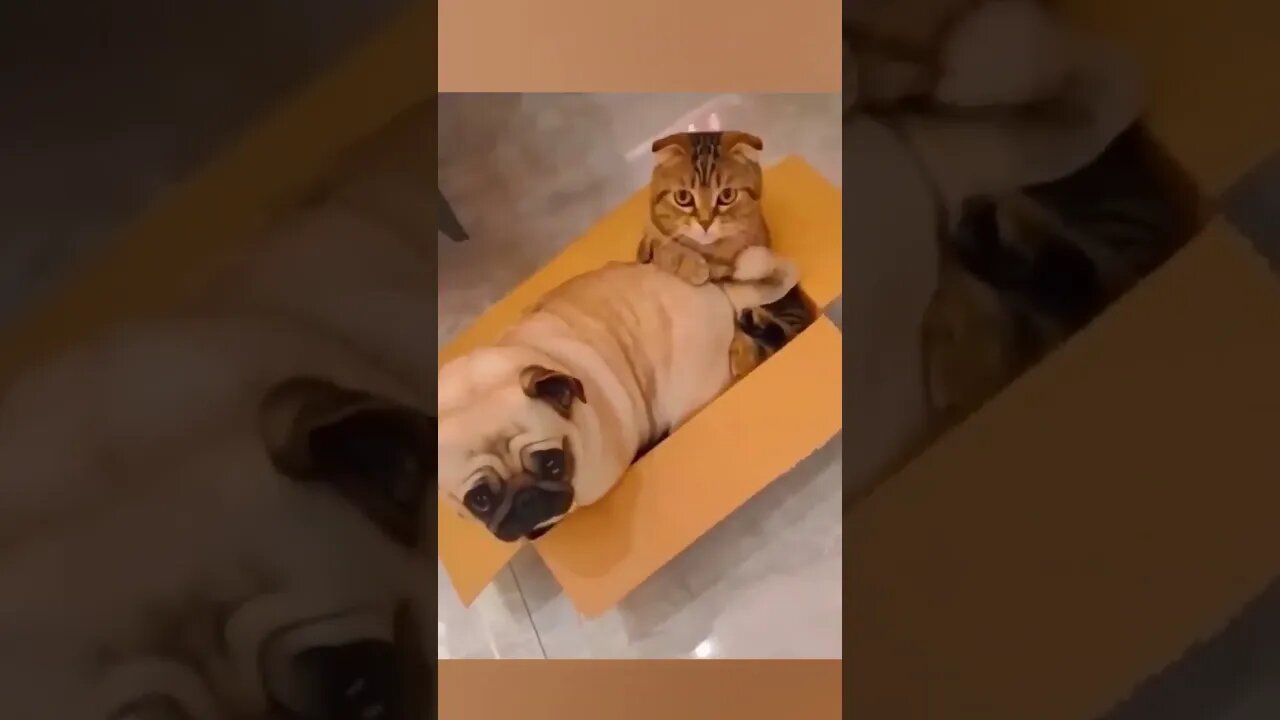 DO YOU FEEL bad for this CAT 🤣 Wholesome Moments