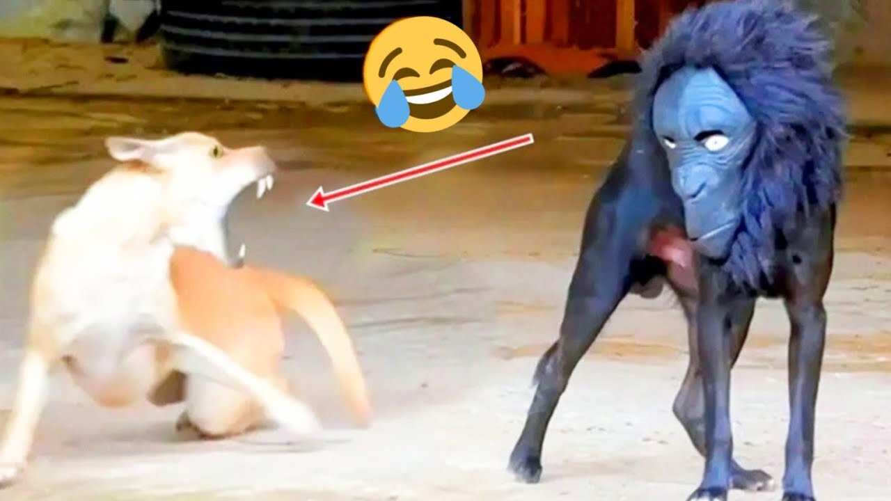 Funny Animals 2024 😂 | Cute Cat And Dog Funny Videos 😸 Part 32