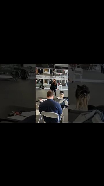 Dog Training Center Activities