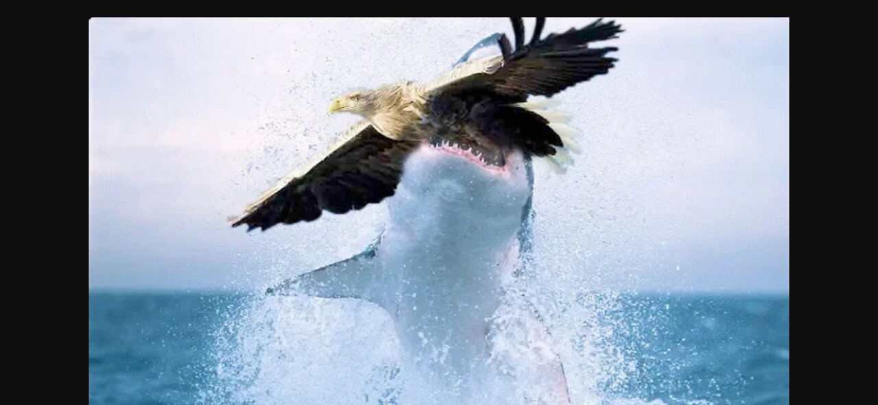 Why Can Shark Hunt Eagle Flying? Wild Life So Amazing world