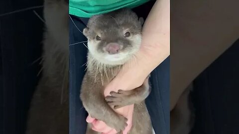 The beaver can have more stickyMan # to capture a small coke