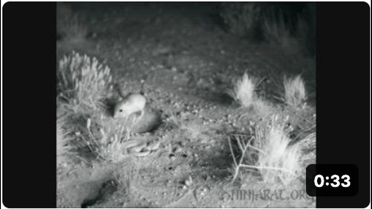 Kangaroo rat defensive kicking of rattlesnake while jumping