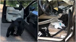 Orso invade un'auto negli USA e la distrugge!