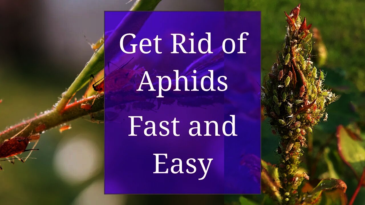 Get Rid of Aphids: Fast and Easy