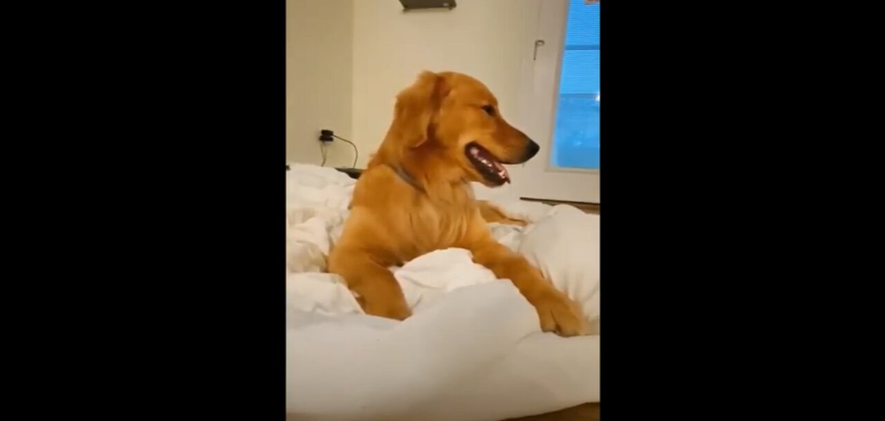 Cute and Funny Animals - Dogs and Cats Compilation [Cuteness]