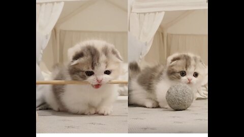 tiny cute baby kitten fun