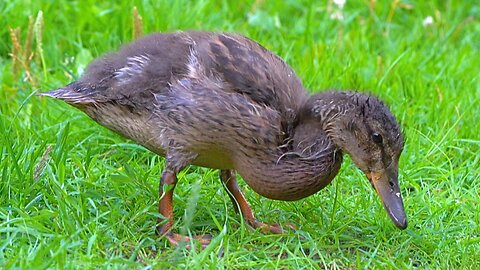 The 3 Scruffy Mallard Duck Ducklings Can't Hold Still