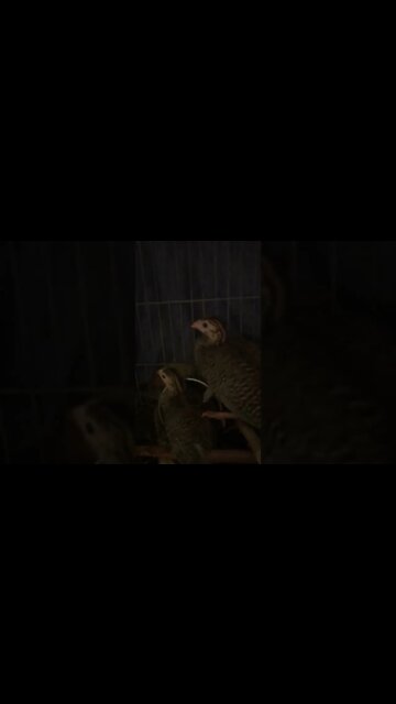 The Birds. The Birds! 🎶 🎵