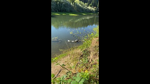 Our back yard on the river