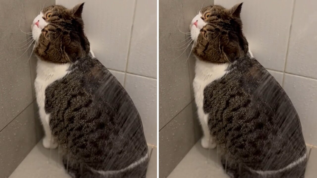 Cat takes a shower