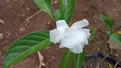 very beautiful white flowers