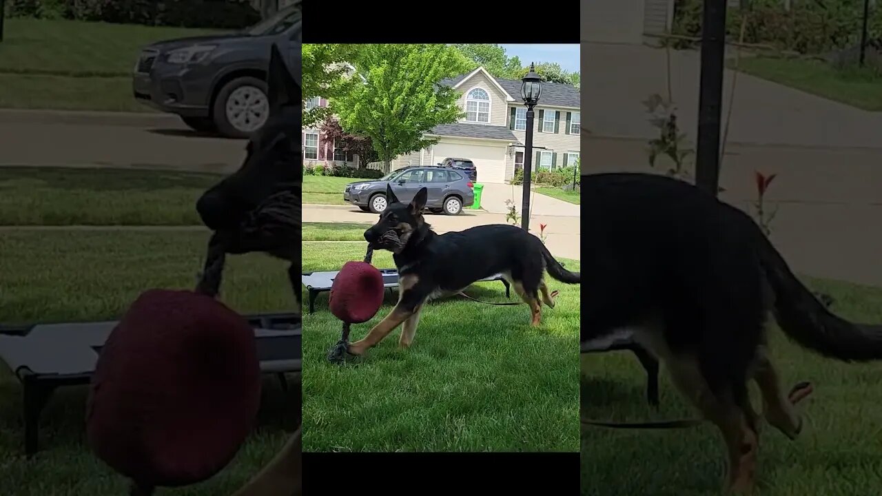 for the love of balls
