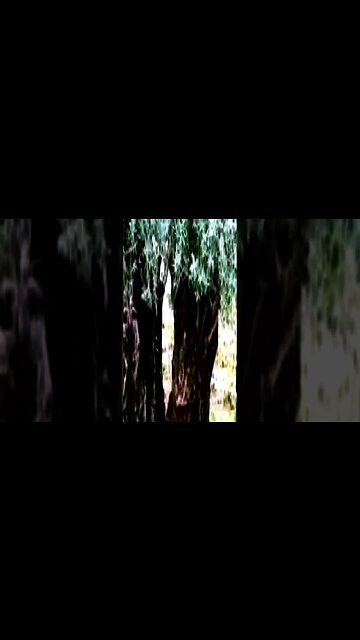 Visión de Ana Catalina de Emerick sobre Adán y el árbol de Olivo