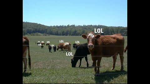 The Infamous Lolcow Band.