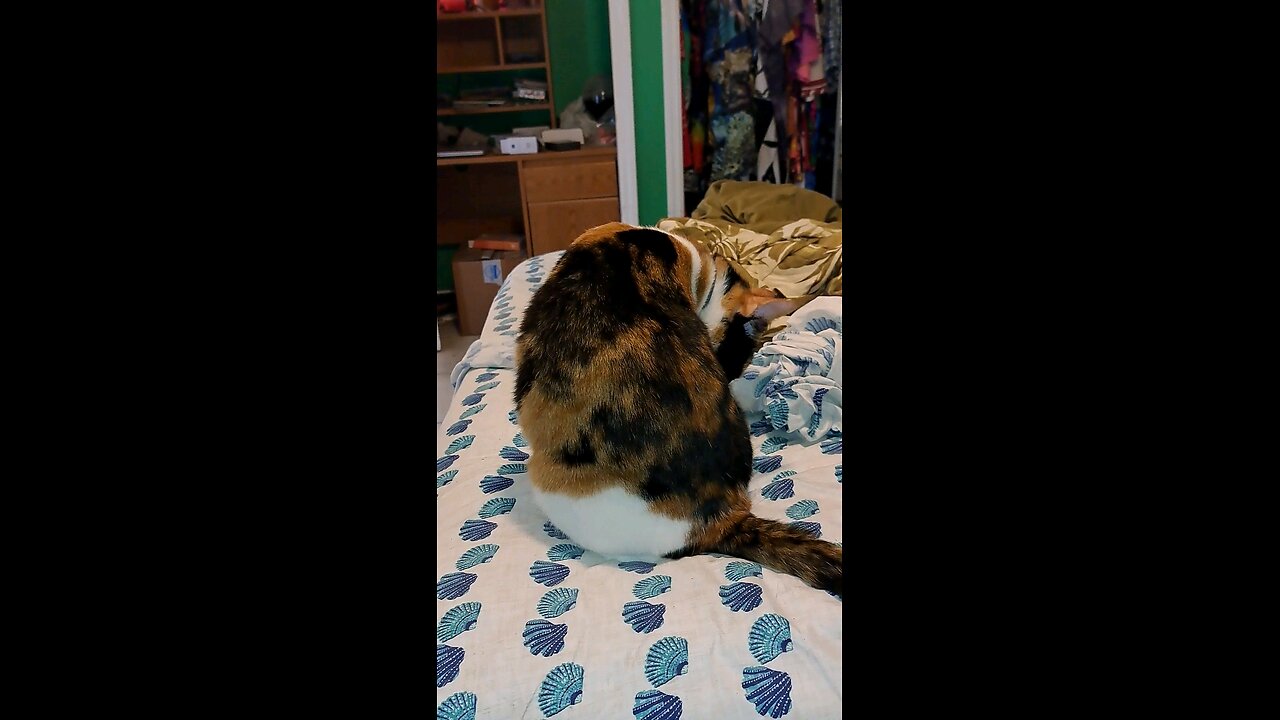 Cat18