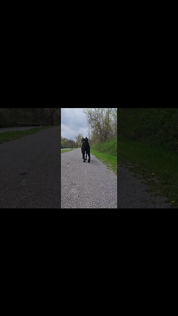 Does That Dog Bite? #shorts #canecorso #guarddog #dogtraining