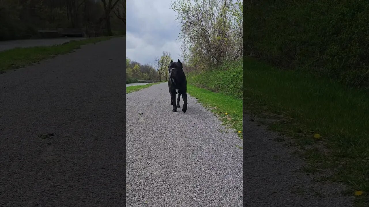 Does That Dog Bite? #shorts #canecorso #guarddog #dogtraining