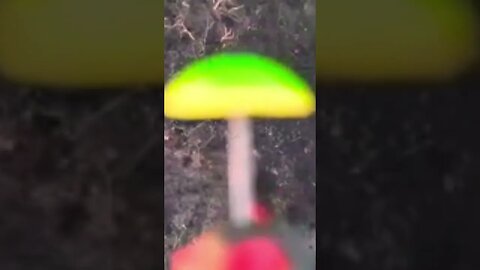 Ukrainians drop some magic mushrooms to the Russians . Like and follow lol!