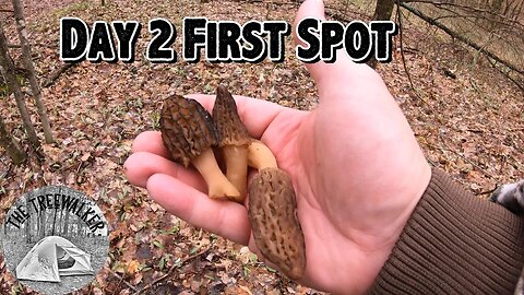 Morel Mushroom Season Day 2 First Spot