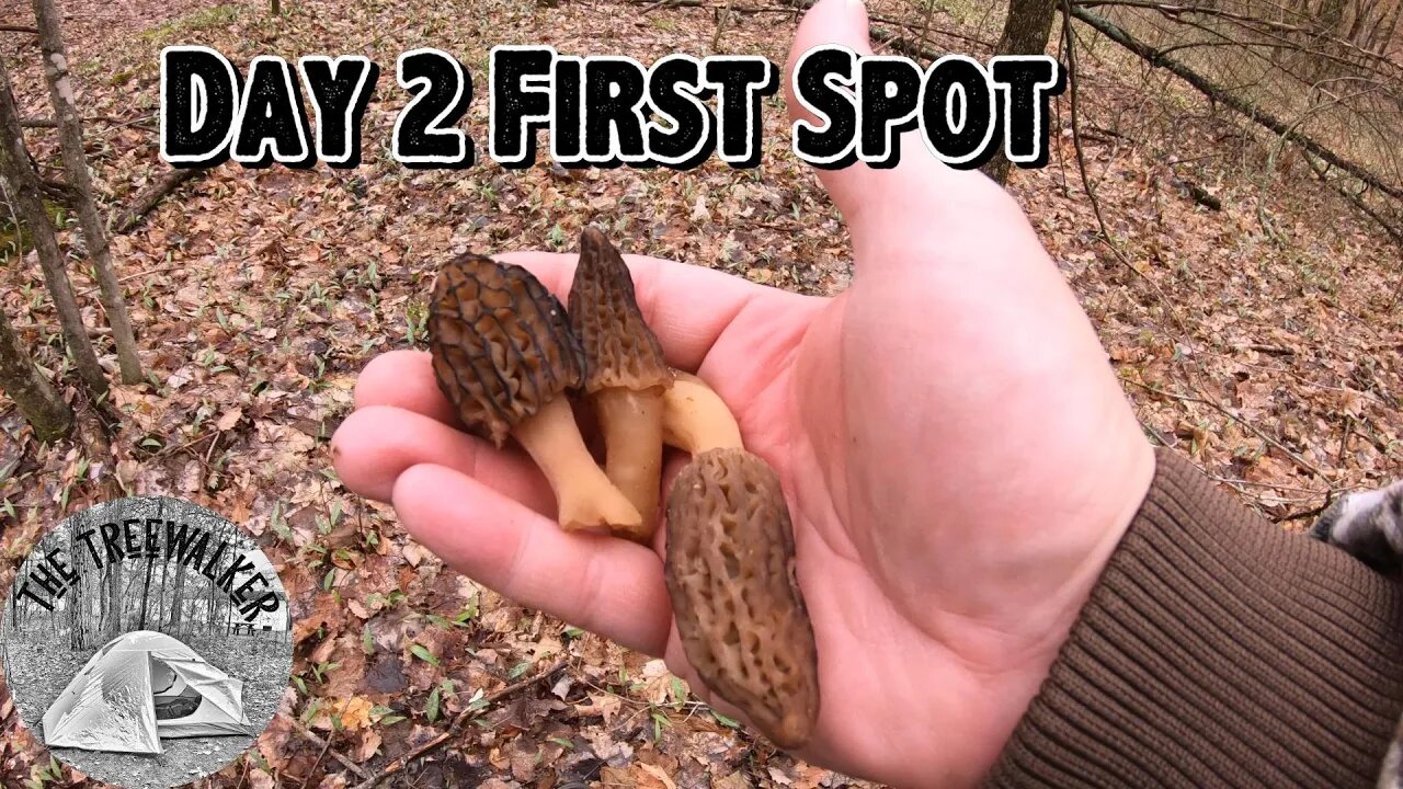 Morel Mushroom Season Day 2 First Spot