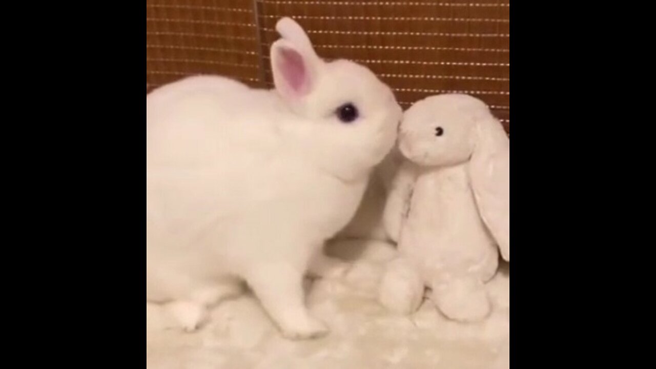 CUTE & ADORABLE BUNNIES VIDEO COMPILATION